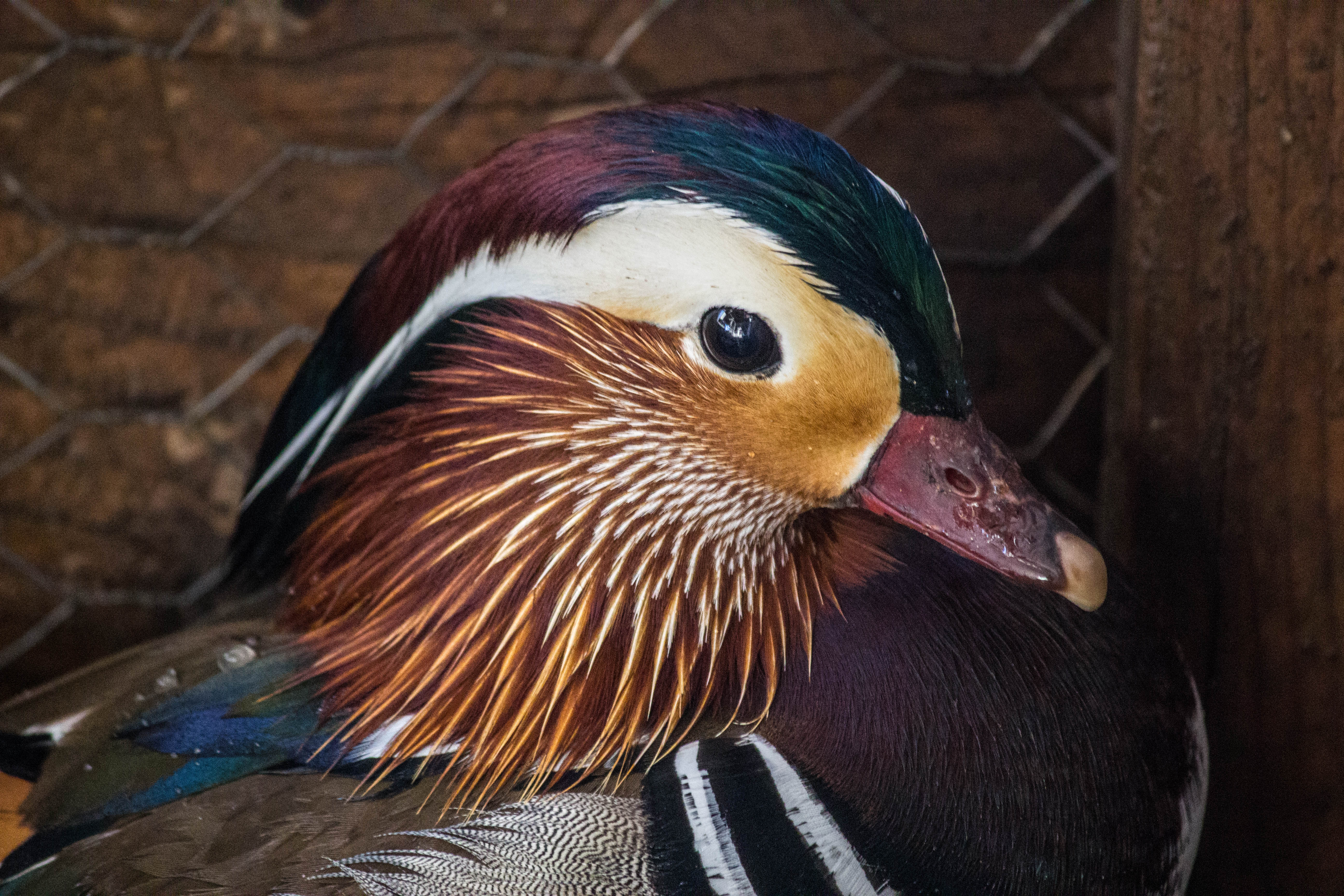 Mandarin